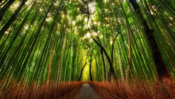 лес бамбуковый