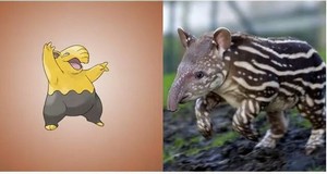 pokemon-animals-in-real-life-03